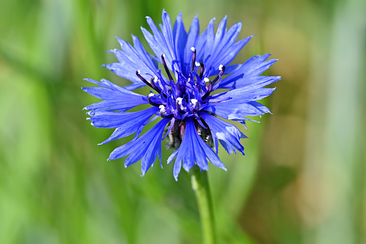Kornblume.jpg