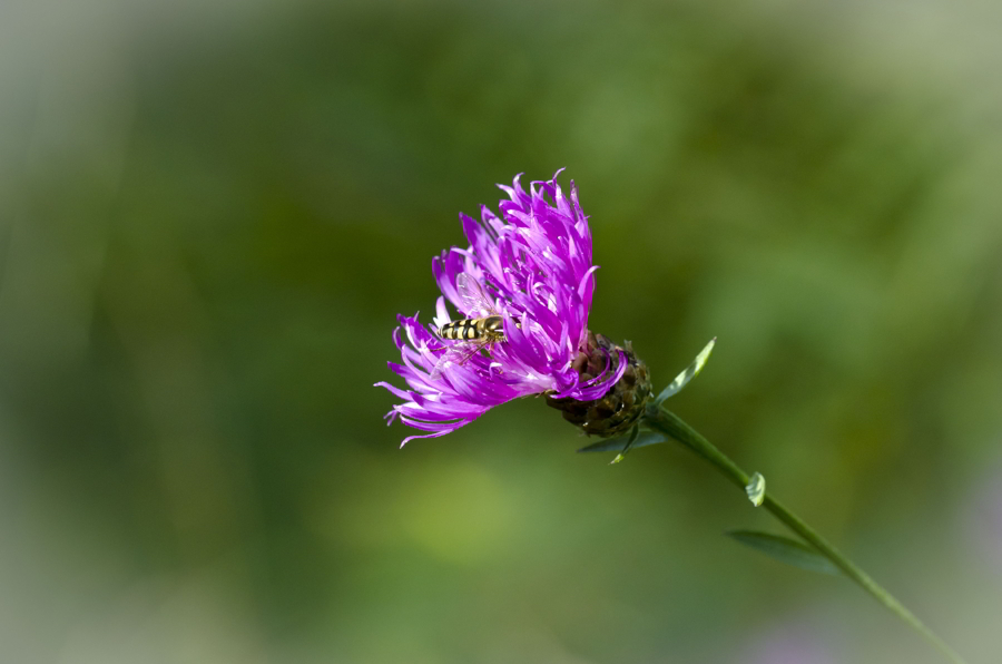 Kornblume mit Fliege