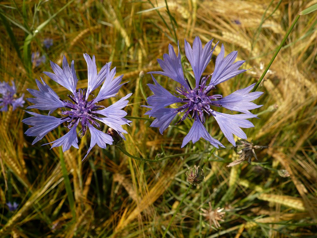 Kornblume,Panasonic FX 100