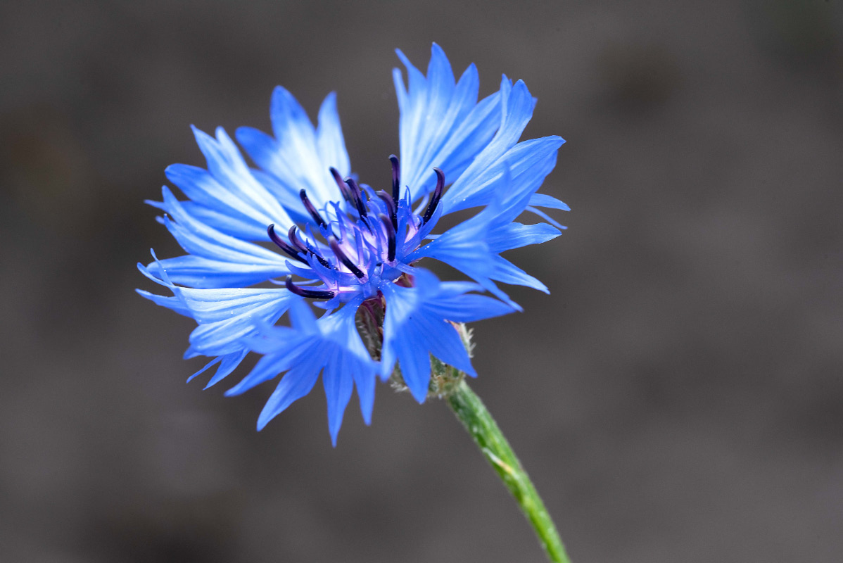 Kornblume PS 2.jpg
