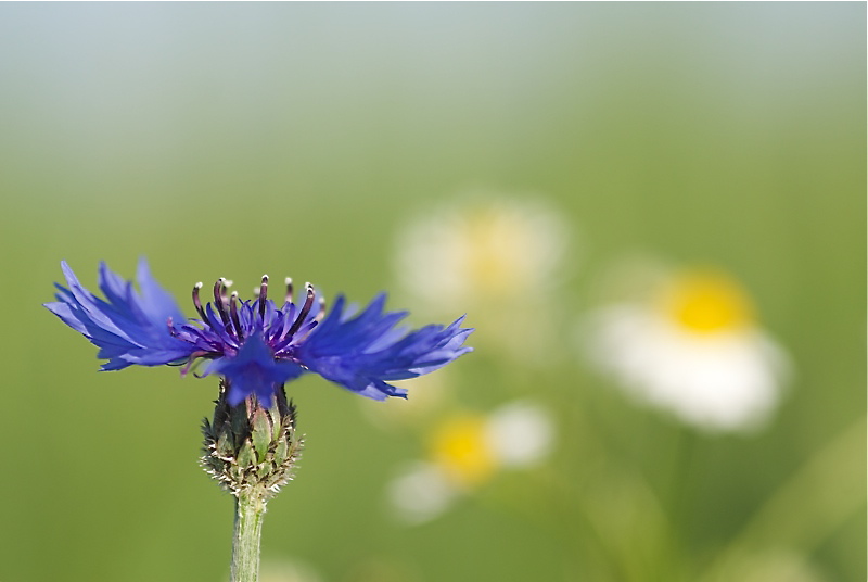 Kornblume und Kamille