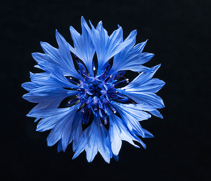 kornblume vor schwazem hintergrund
