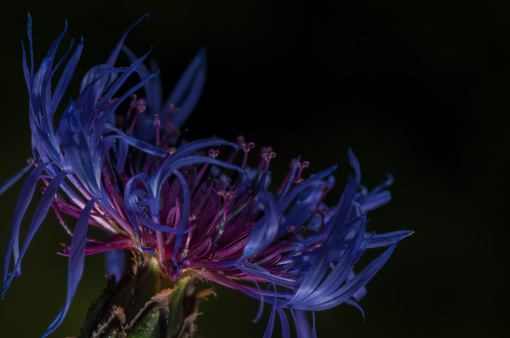 Kornblume