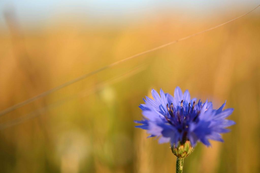 Kornblume