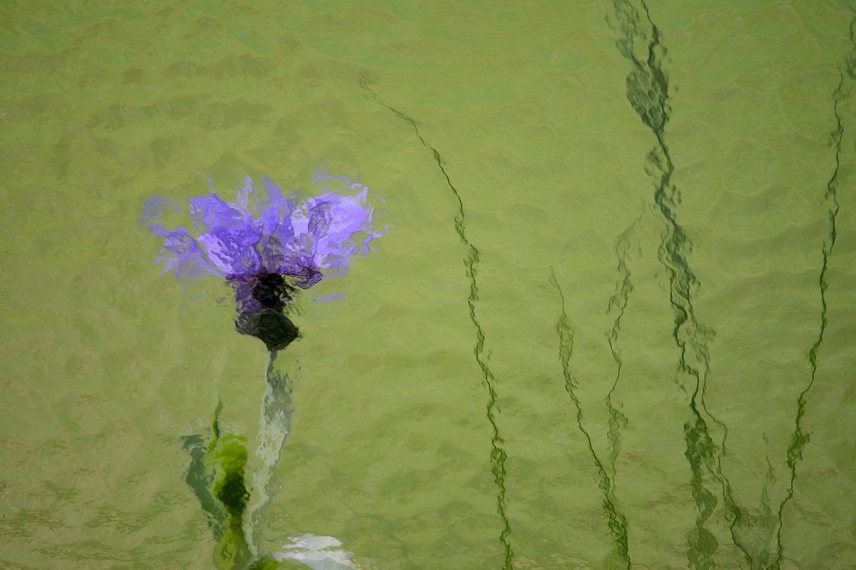 kornblume