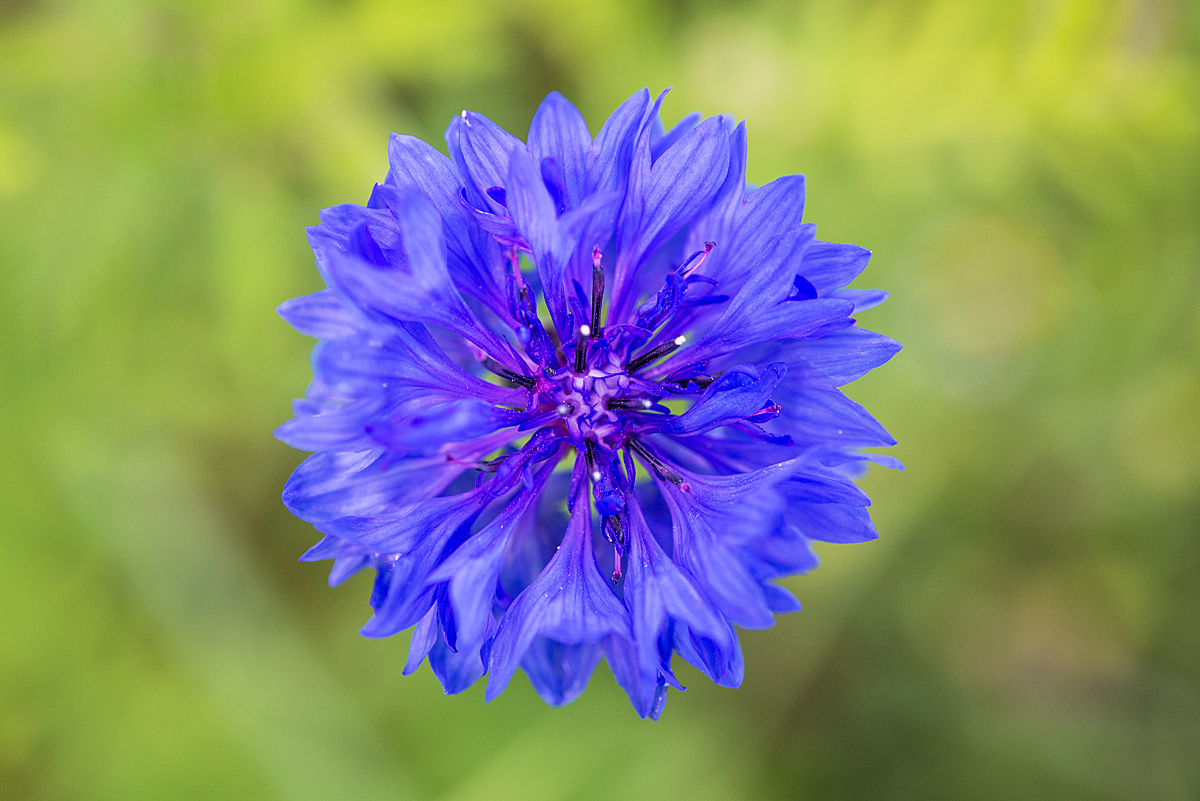 Kornblume