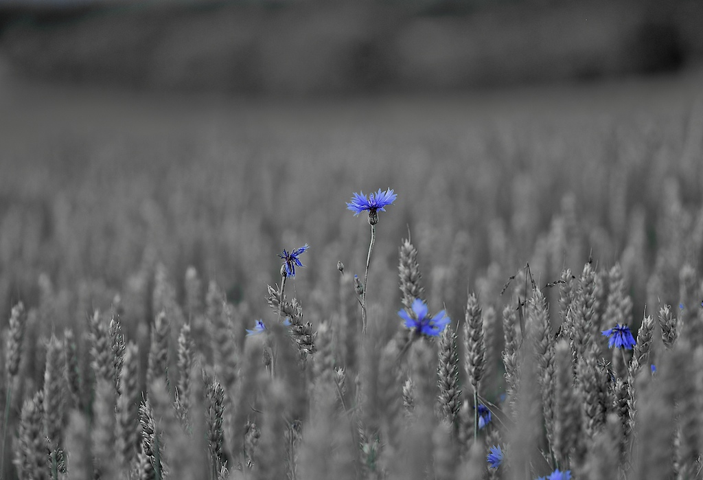 Kornblumen