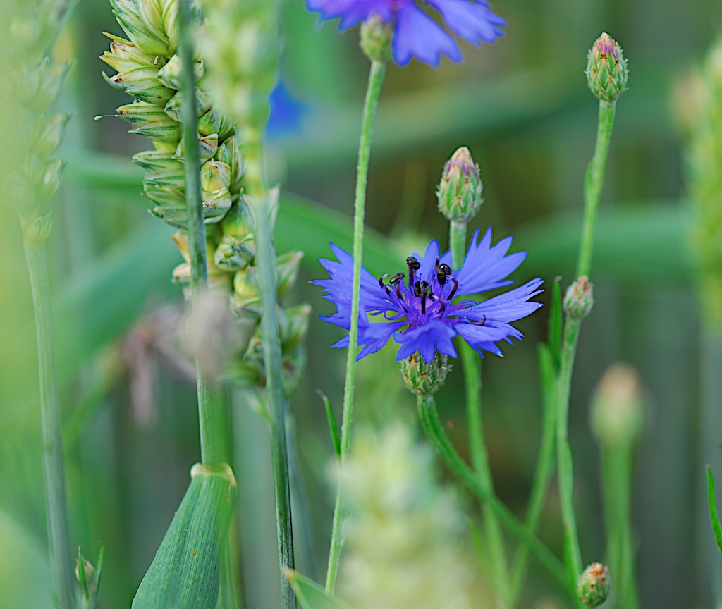 Kornblumenblau