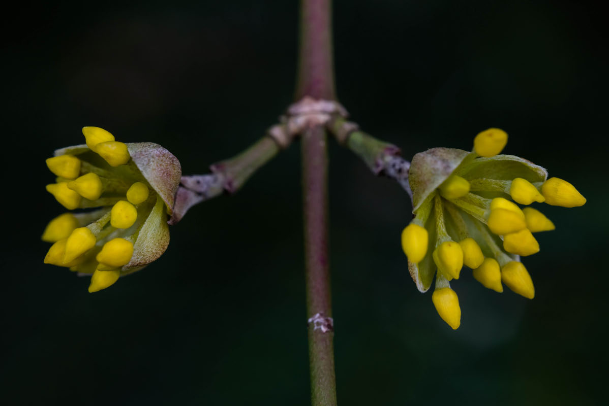 Kornelkirsche 4.jpg