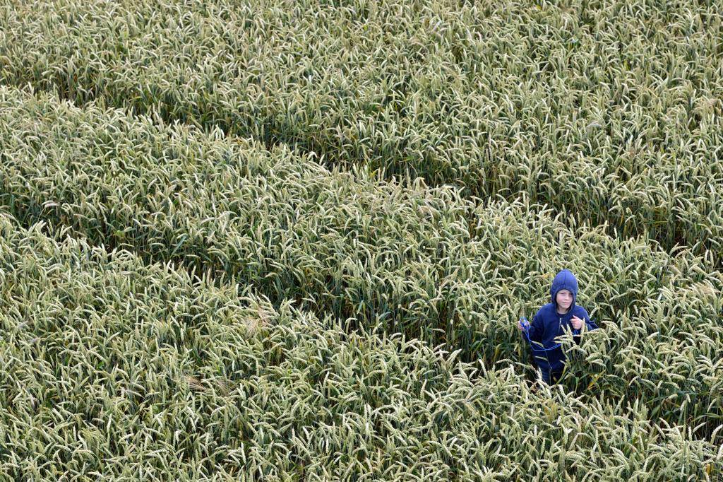 Kornfeld blau