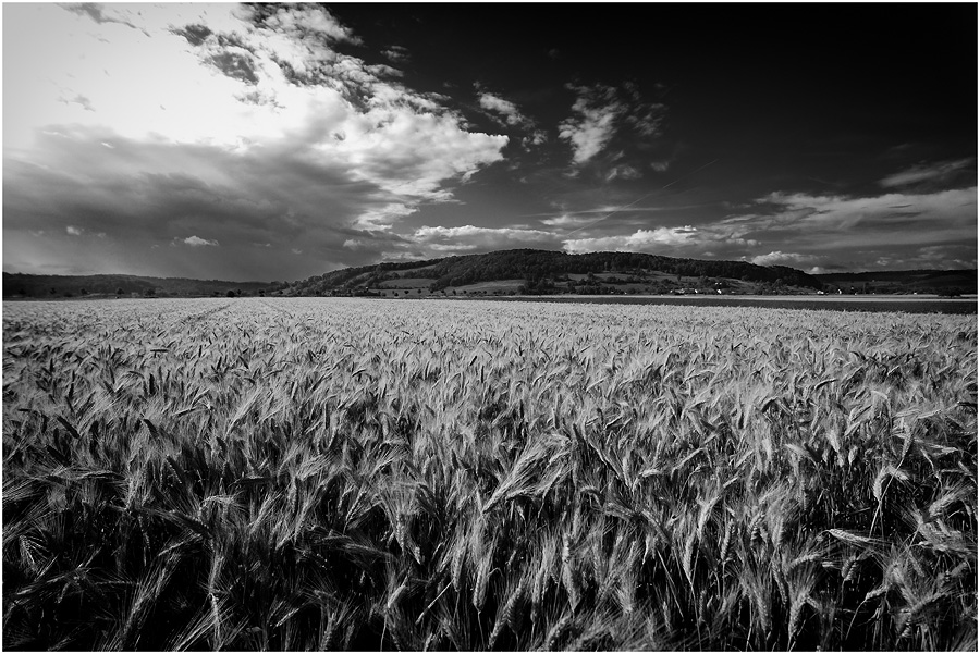 Kornfeld in sw