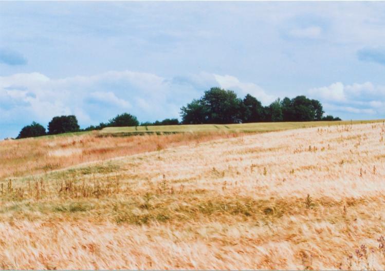 Kornfeld