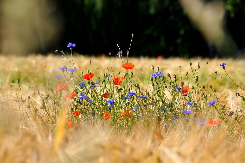 Kornfeld