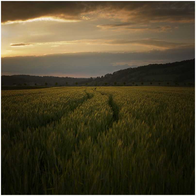 Kornfeld