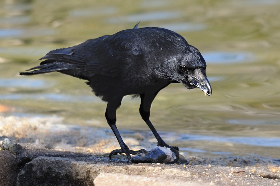 Krähe - ein paar schnelle Happen
Tiergarten Nürnberg