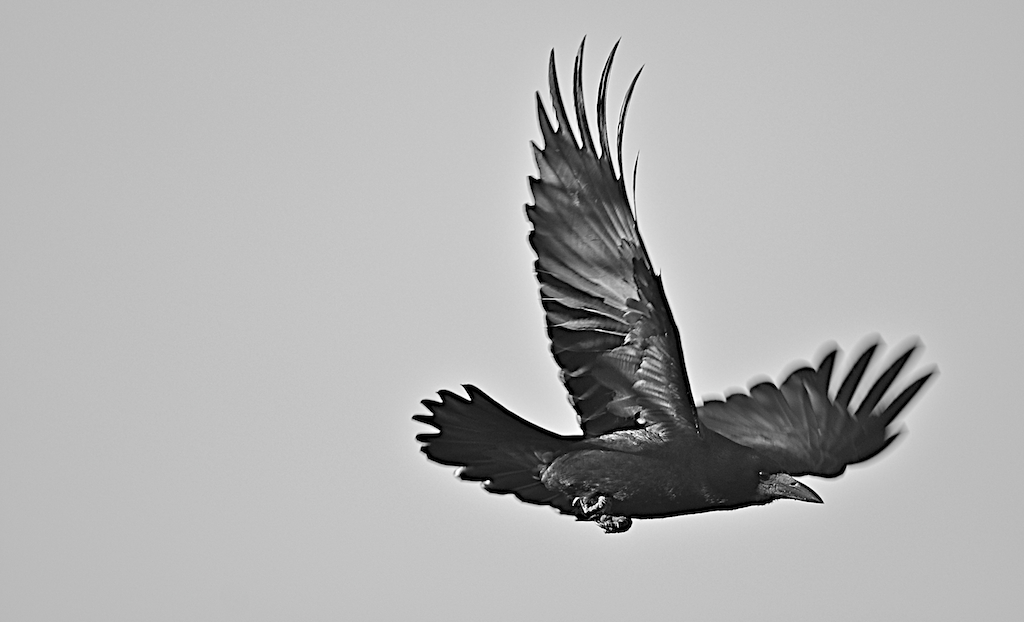 Krähe im Flug 1