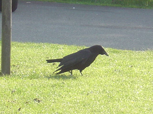Krähe
Sony DSC P12 (Originalbild der Kamera)