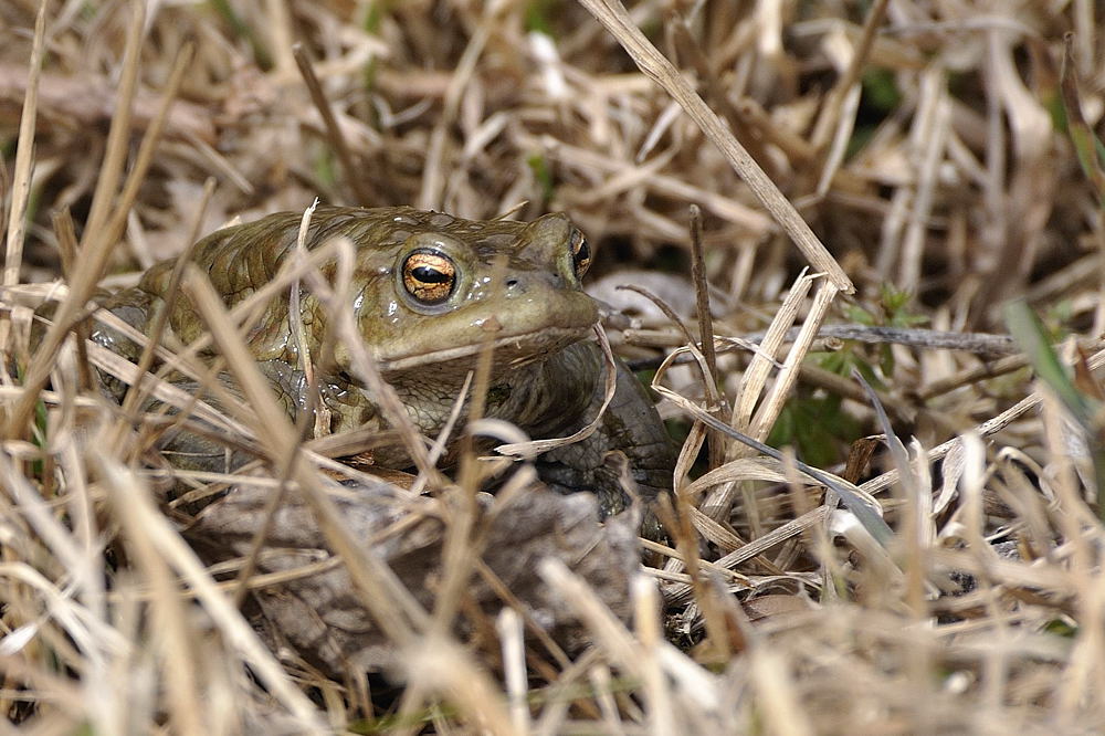 Kröte auf der Pirsch