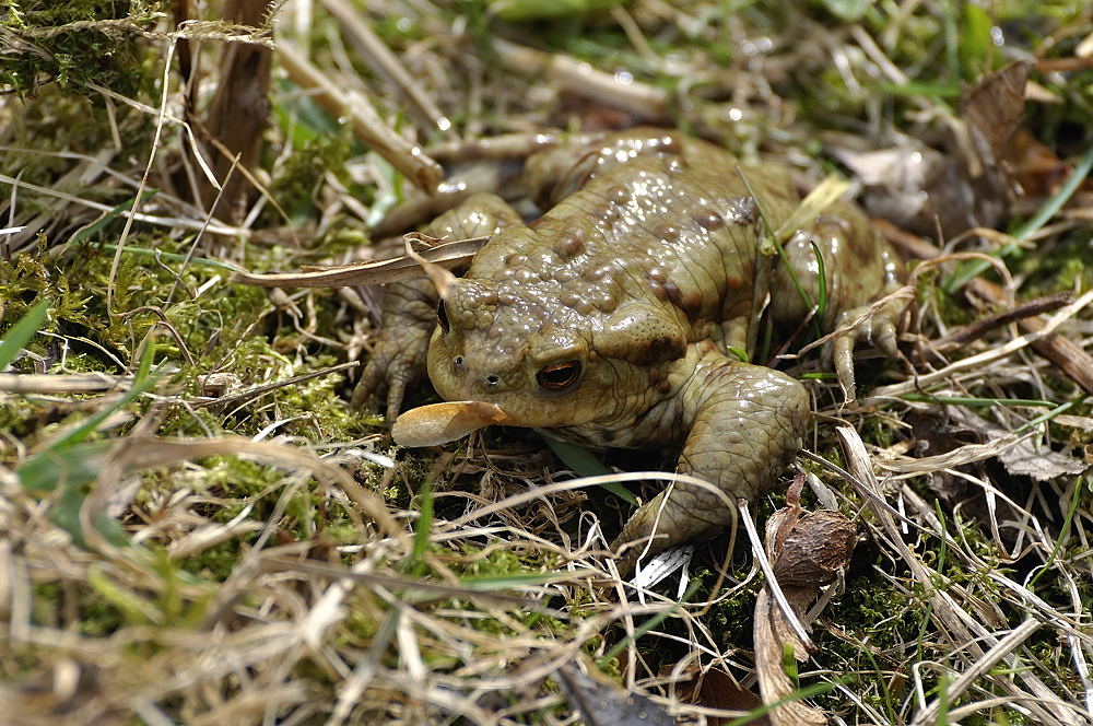 Kröte