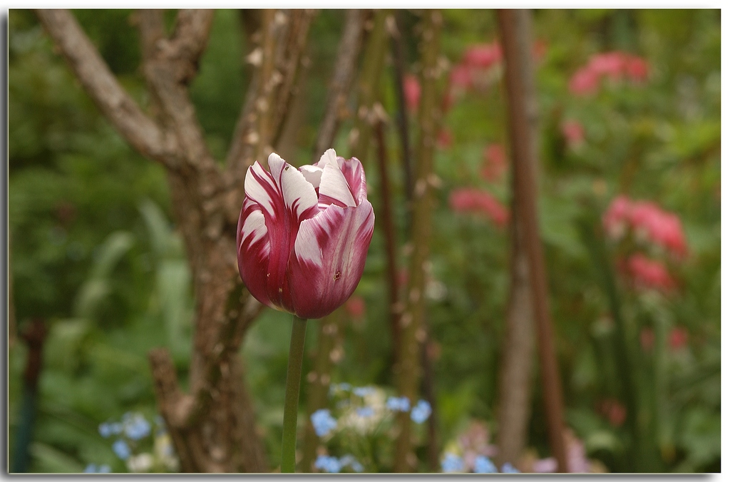 KR DSC 0097 1