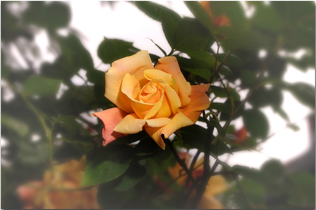KR DSC 0453 1