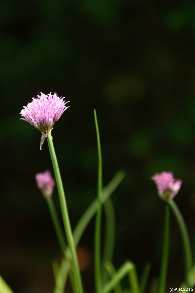 KR DSC 0773