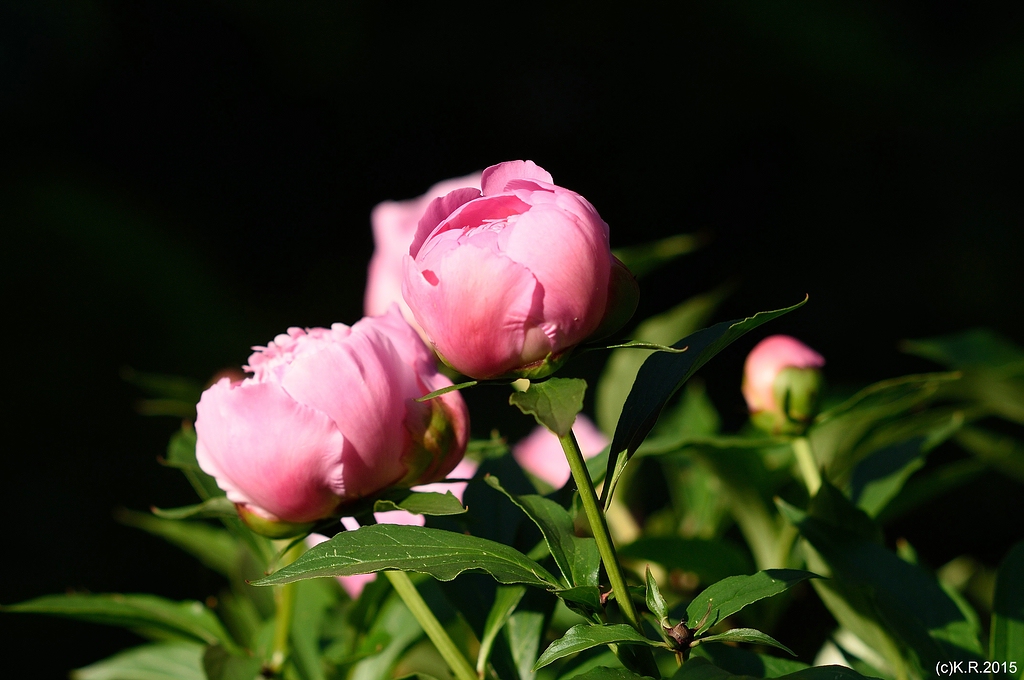 KR DSC 0824