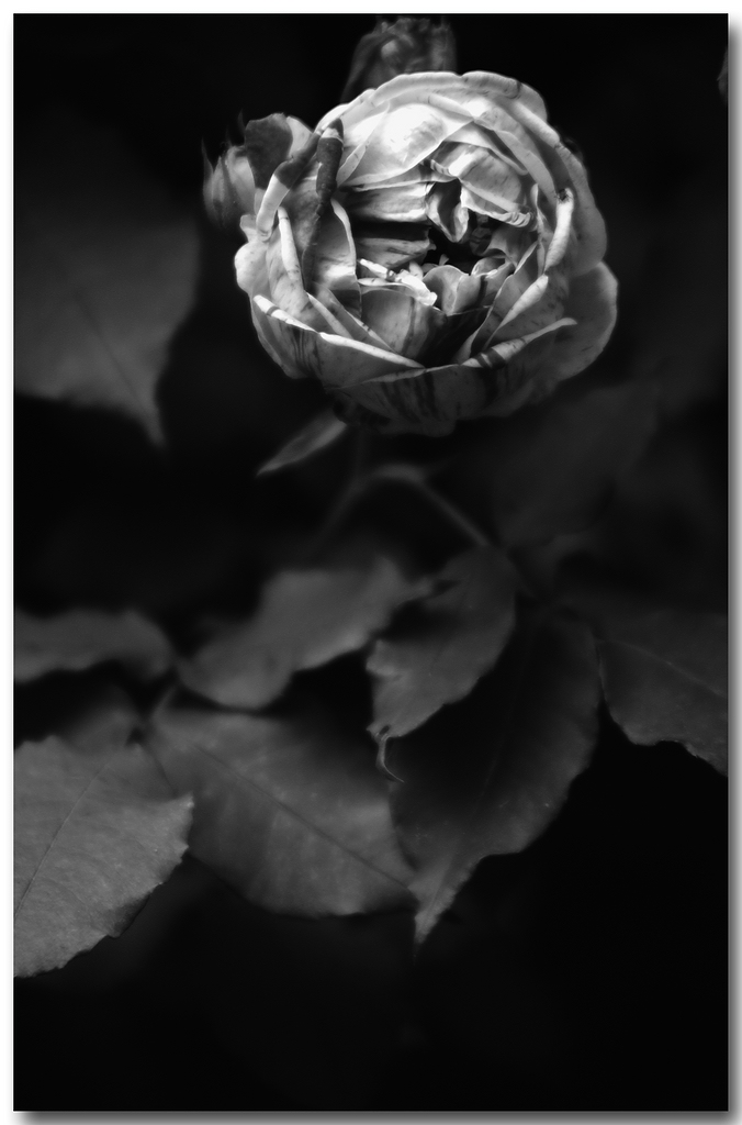 KR DSC 0854 1 SW