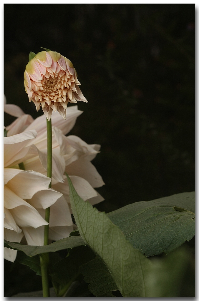 KR DSC 0916 1