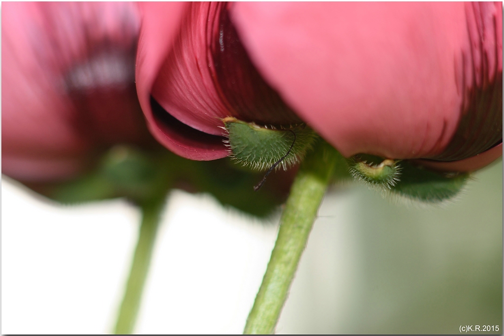 KR DSC 0948 2