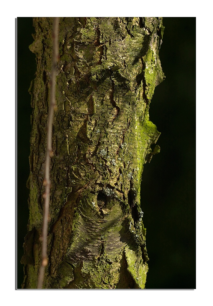 KR DSC 1077 BR