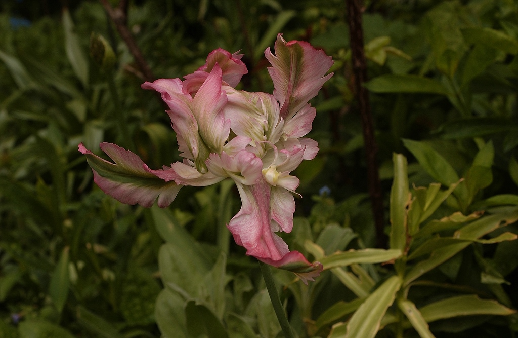KR DSC 3900