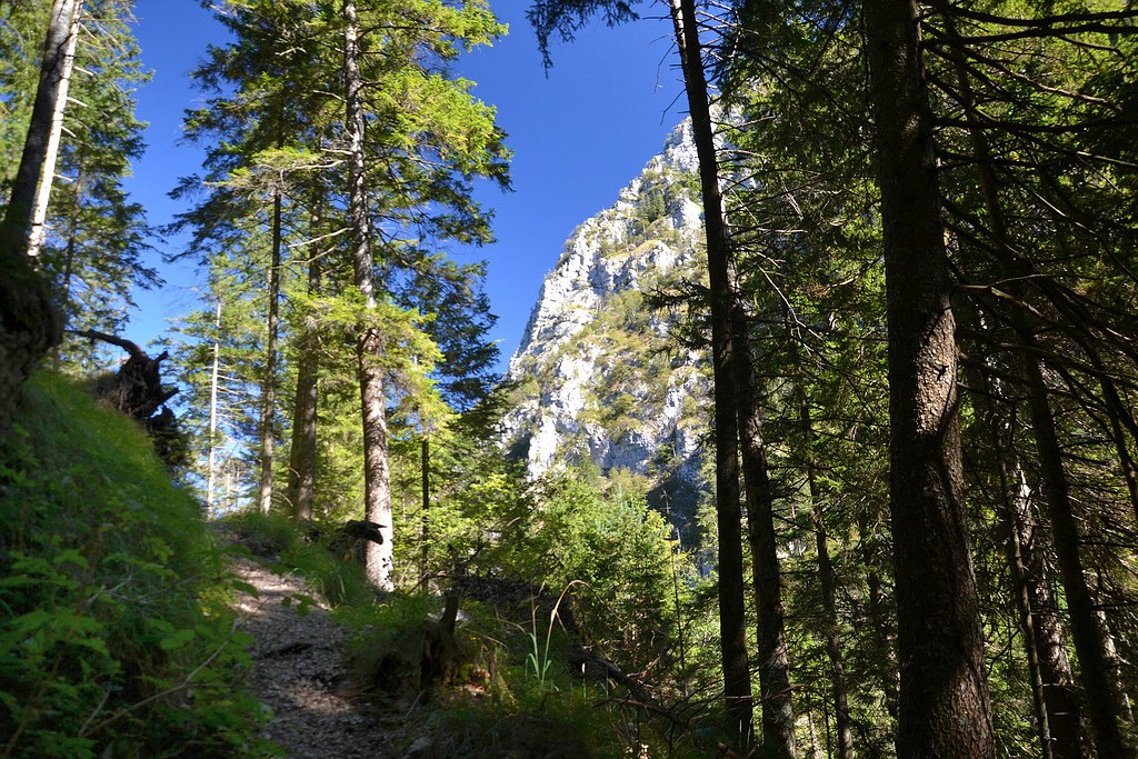 KR Wald 2