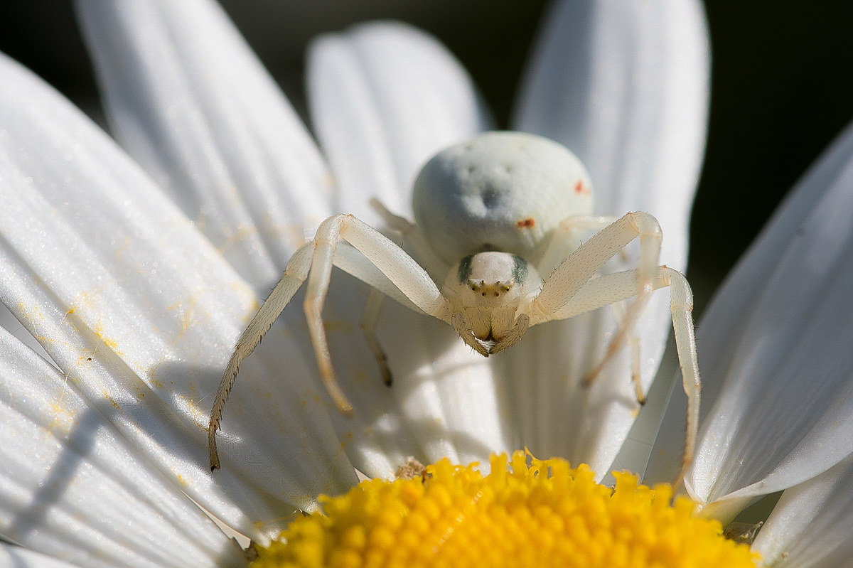 Krabbenspinne 4.jpg