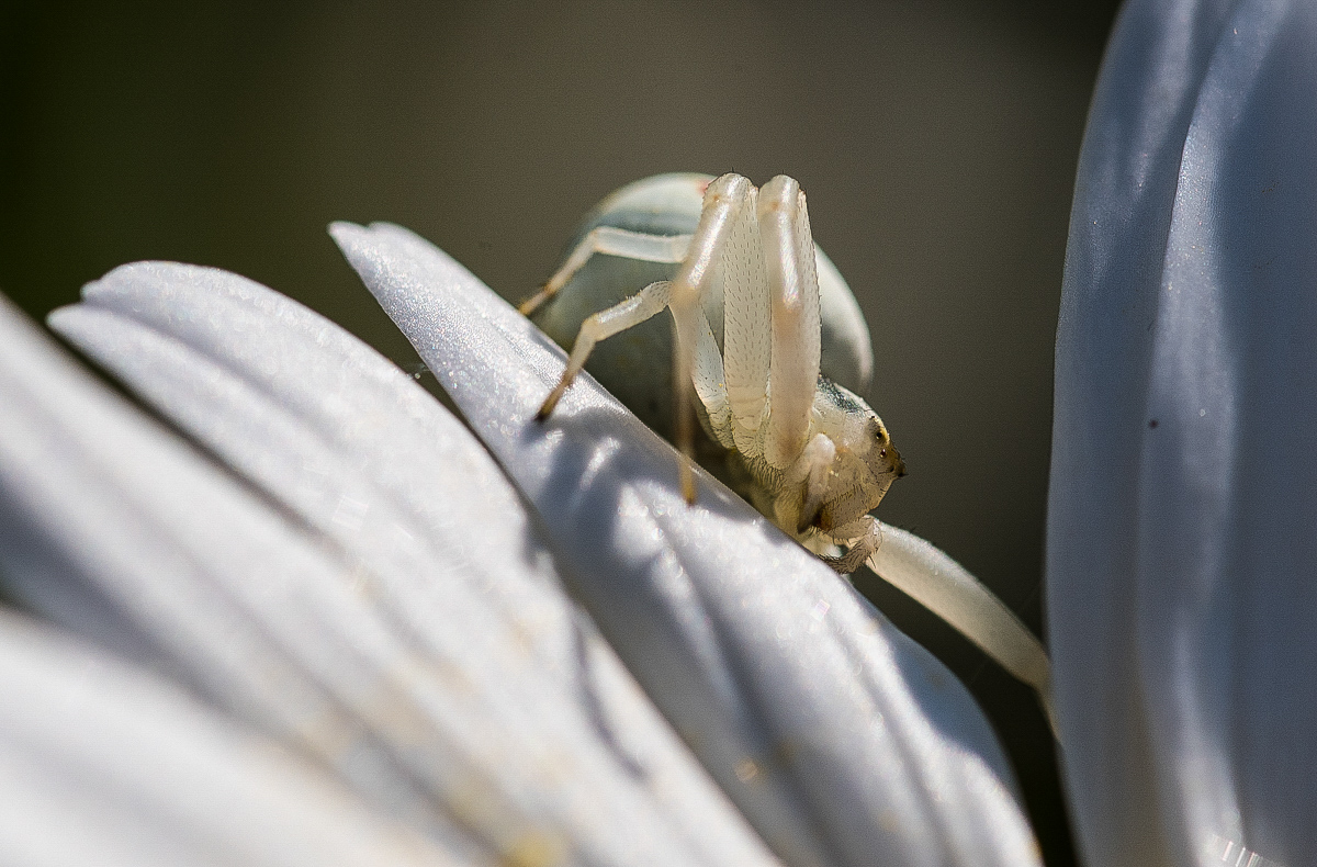 Krabbenspinne 5.jpg
