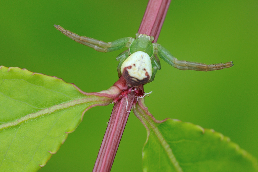 Krabbenspinne in perfekter Lauerposition
