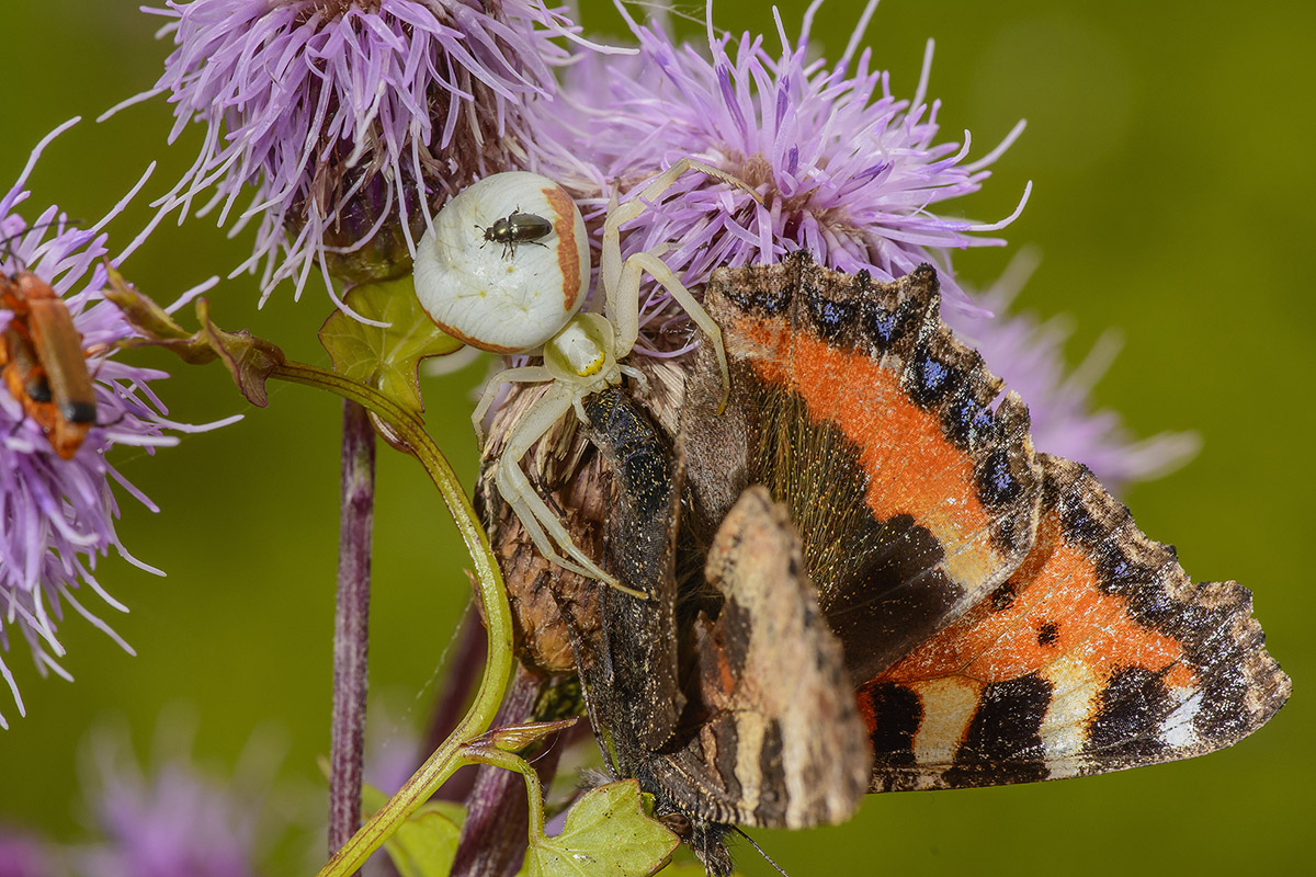 Krabbenspinne mit Beute 1
