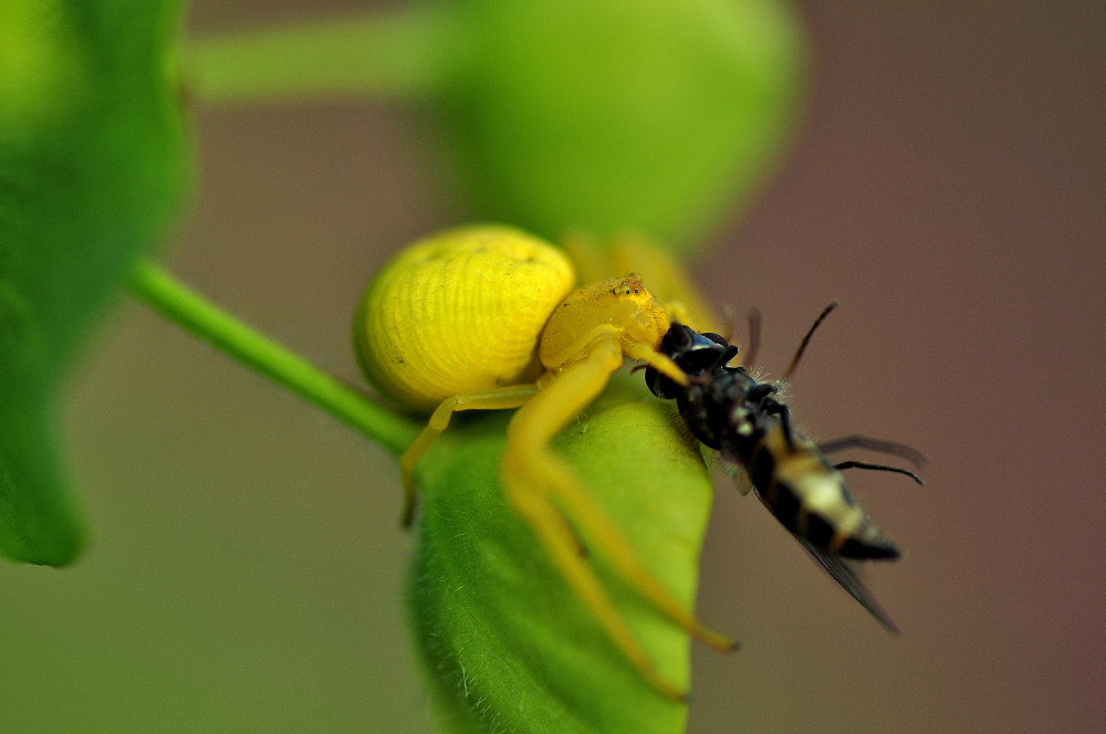 Krabbenspinne mit Beute