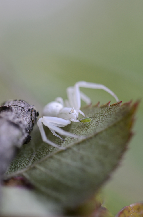 Krabbenspinne