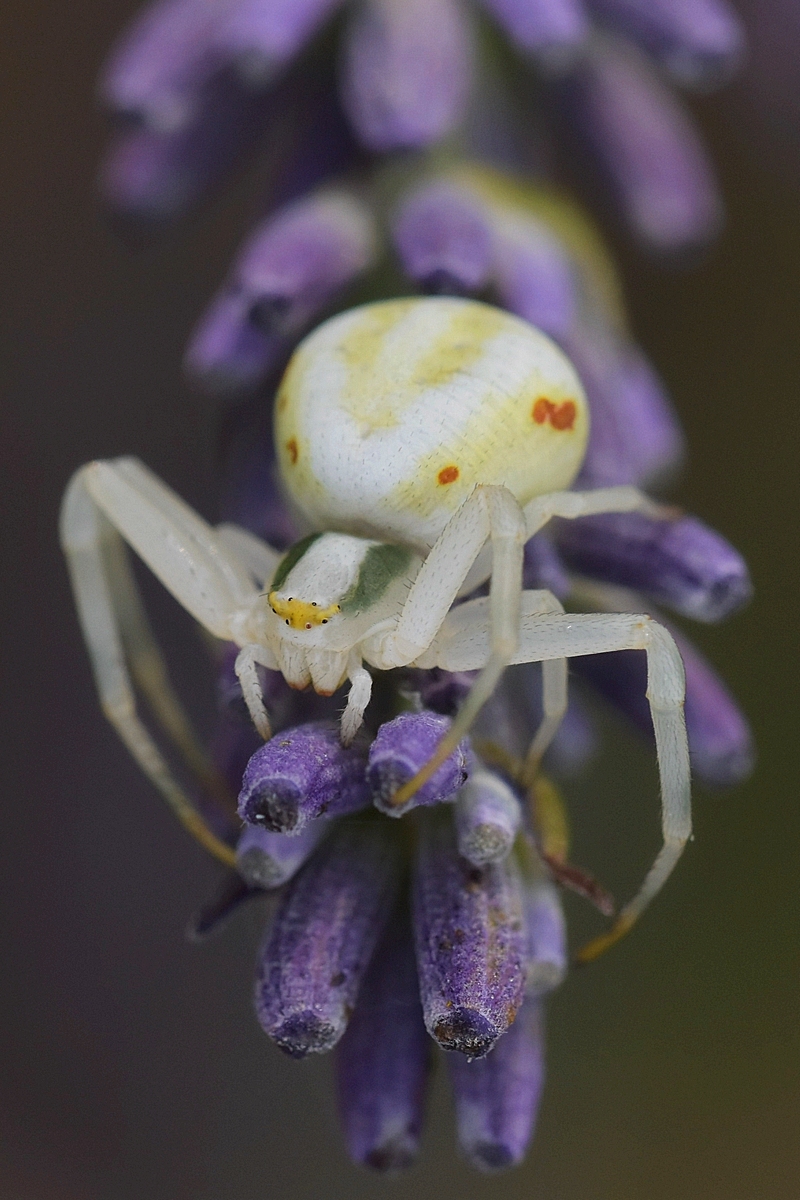 Krabbenspinne