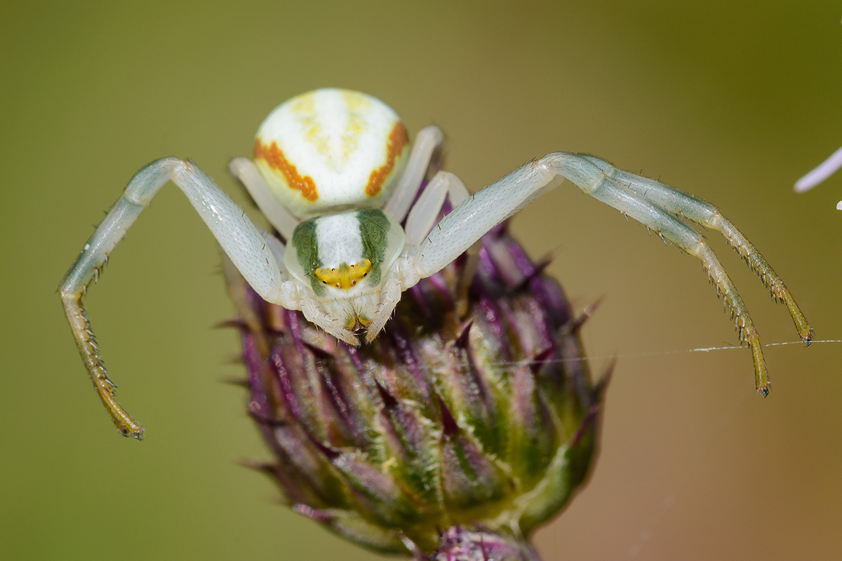Krabbenspinne1