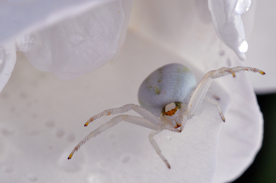 Krabbenspinne1