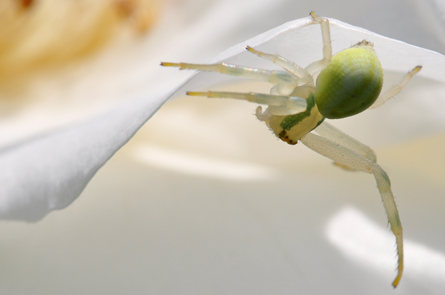 Krabbenspinne2