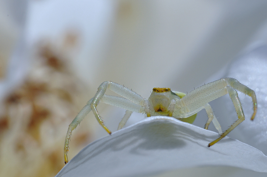 Krabbenspinne3