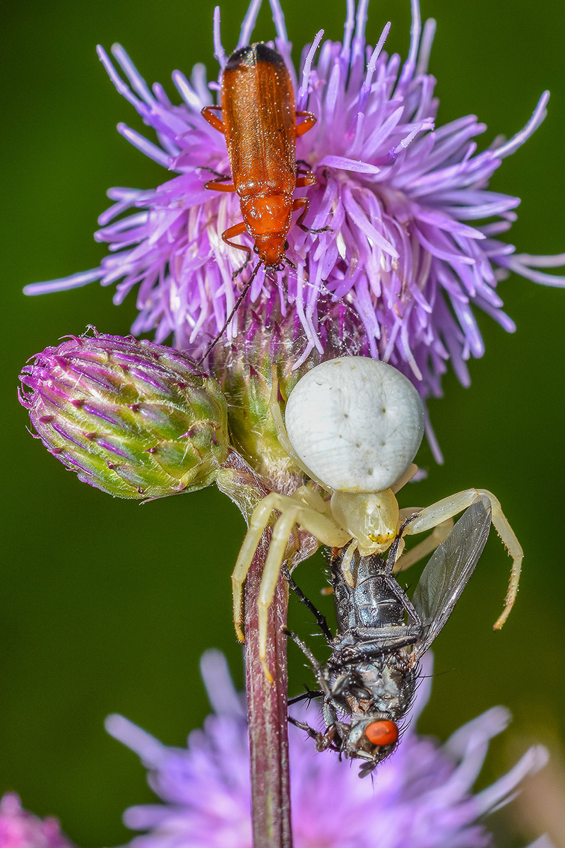 Krabbenspinne6