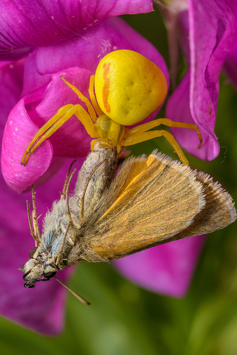 Krabbenspinne8