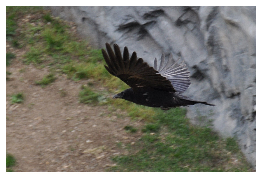 Kraehe im Flug
Nikon D90 mit 18-105 VR