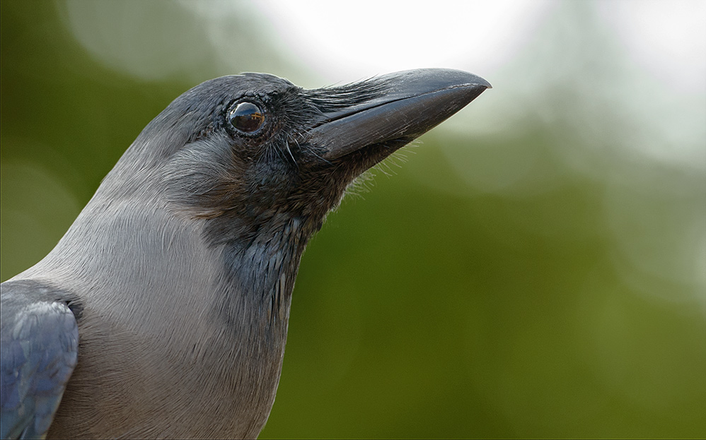 kraehe
krähe
grau
vogel
portrait
crow