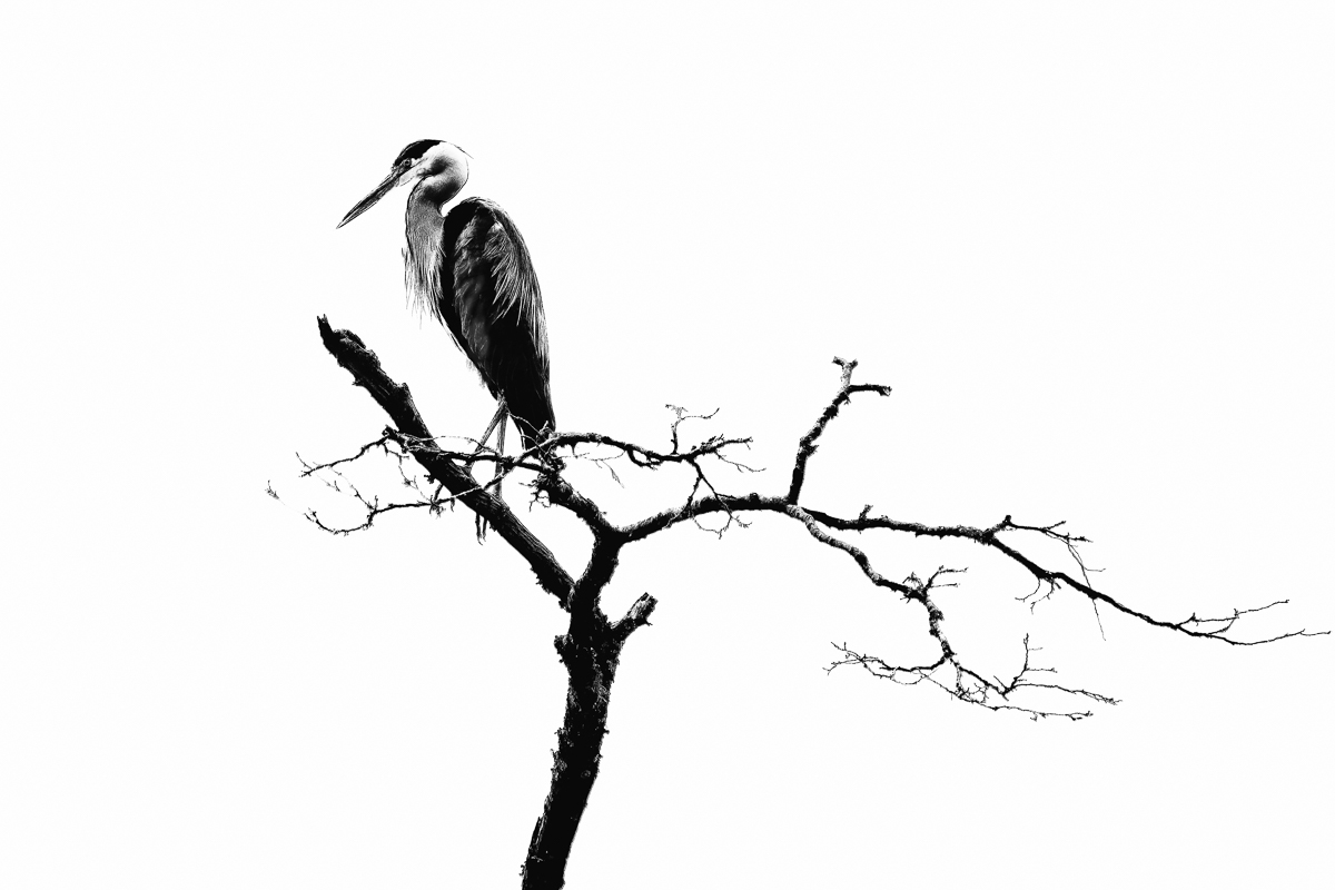 Kranich-b-w-1.jpg