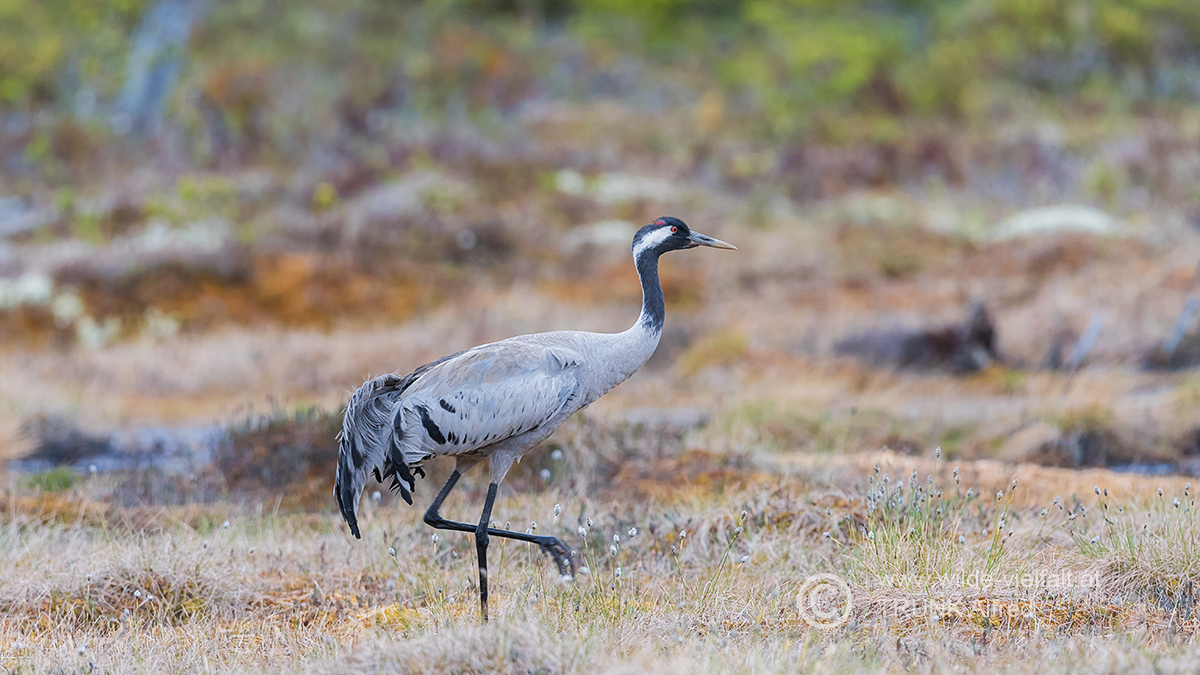 Kranich, D500, AFS 4/600mm, Bl. 4,8, ISO 800, 1/350sec